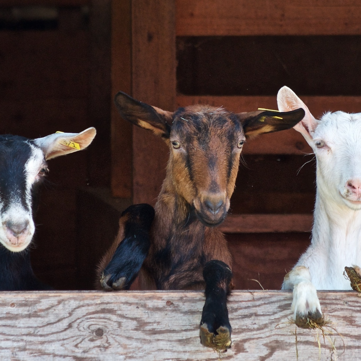 goats hanging over a wooden fence