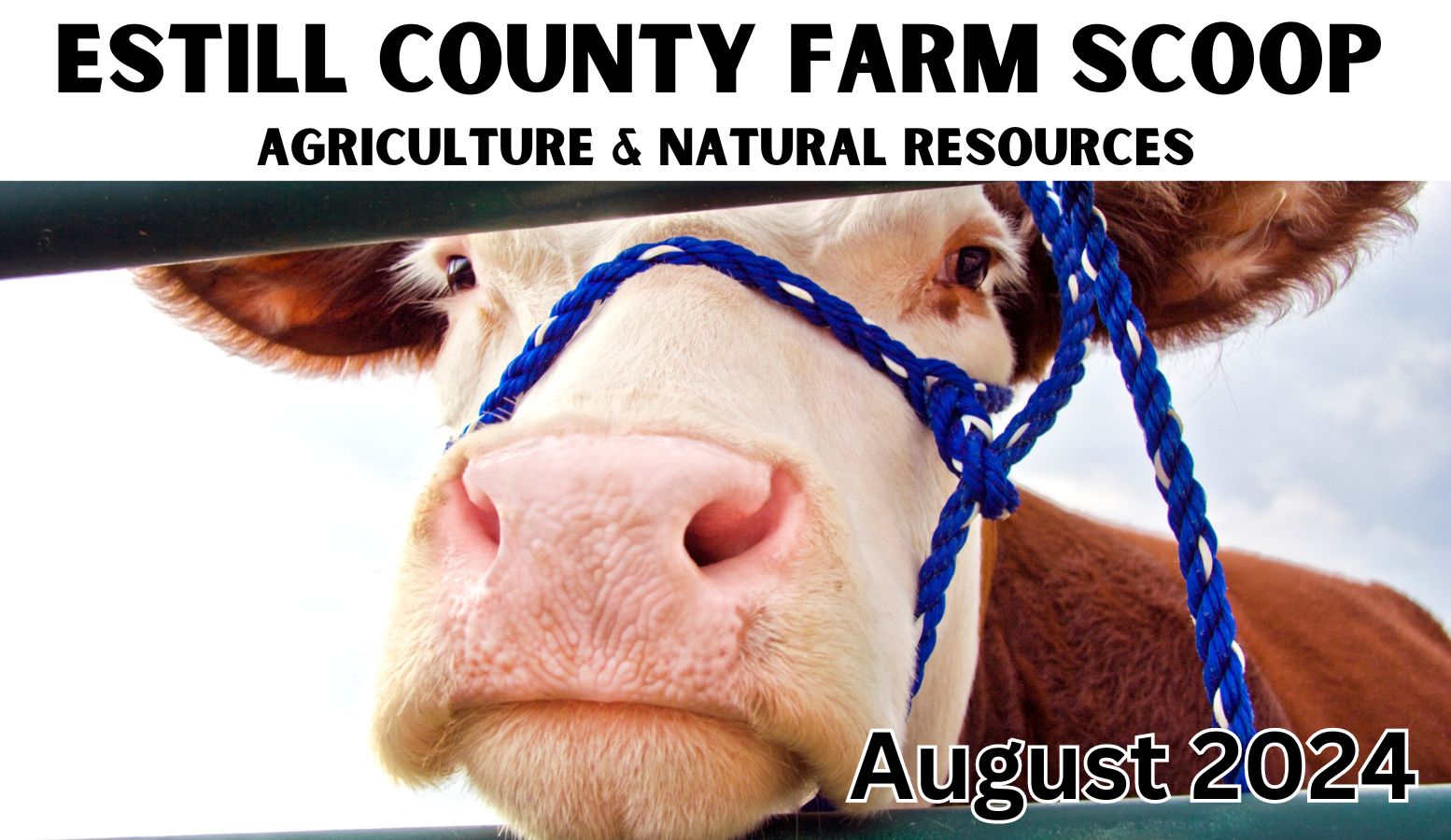 Estill County Farm Scoop - Image of a cow with a blue halter looking through a metal gate