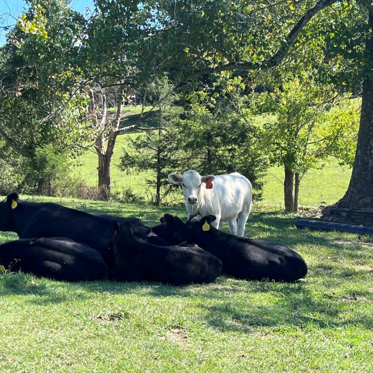  Cows laying in a field