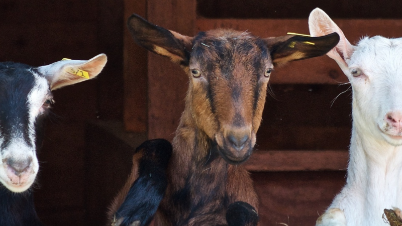 goats hanging over a wooden fence